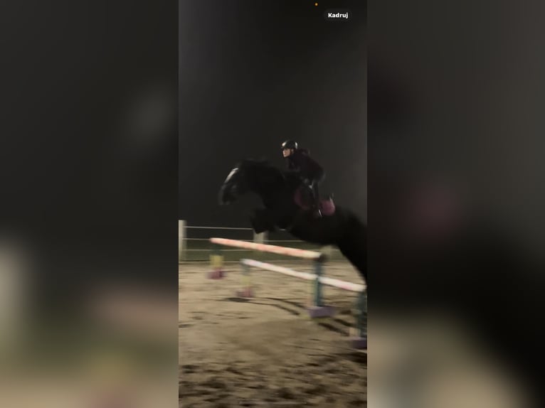 Tinker Wałach 7 lat 163 cm Kara in Strzelno