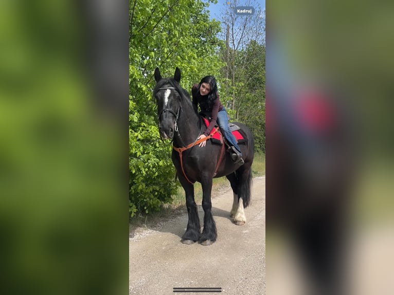 Tinker Wałach 7 lat 163 cm Kara in Strzelno