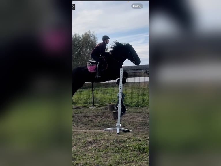 Tinker Wałach 7 lat 163 cm Kara in Strzelno