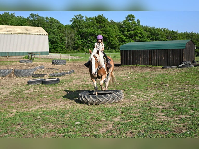 Tinker Wałach 7 lat 163 cm Tobiano wszelkich maści in Warsaw NY