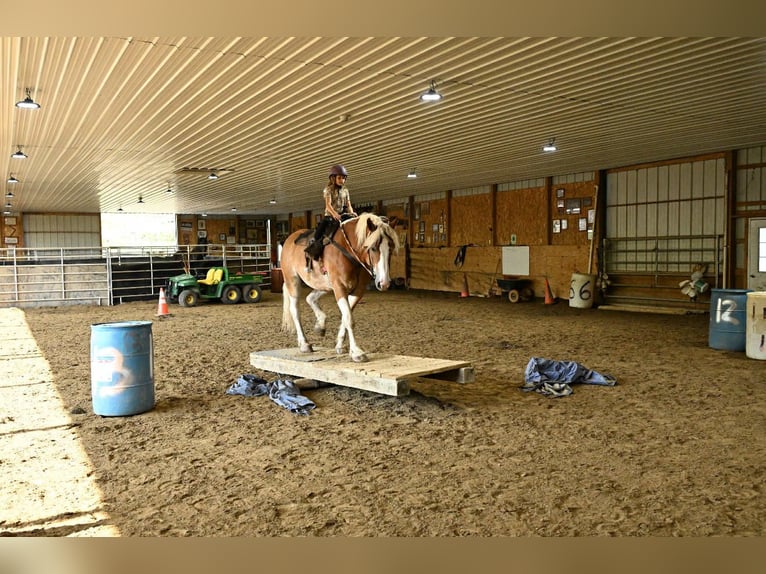Tinker Wałach 7 lat 163 cm Tobiano wszelkich maści in Warsaw NY