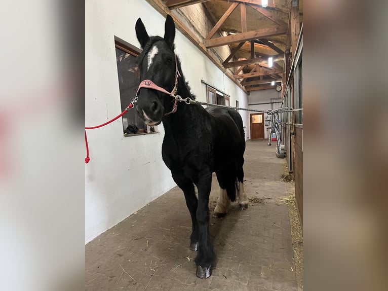 Tinker Wałach 7 lat 165 cm Kara in Łąkie