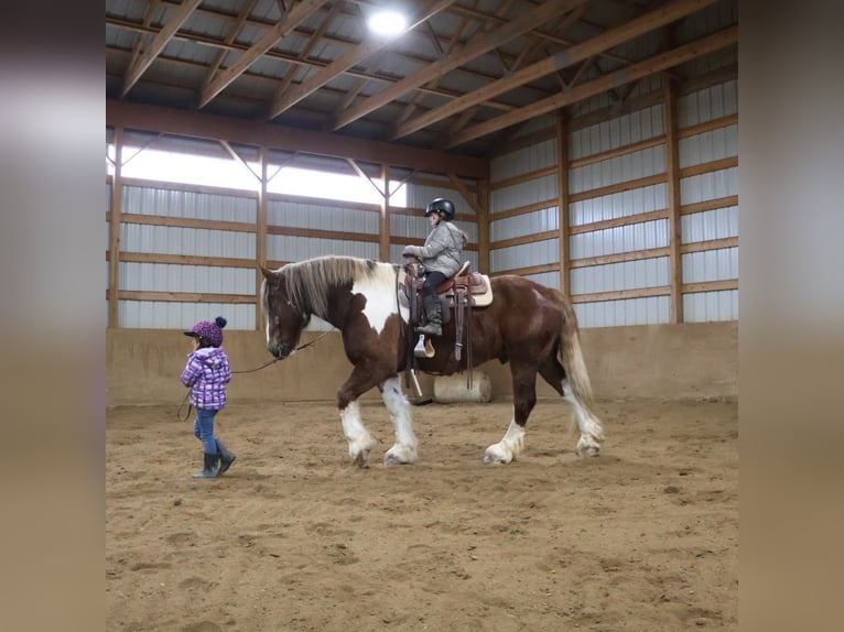 Tinker Mix Wałach 7 lat 170 cm Ciemnokasztanowata in Howell