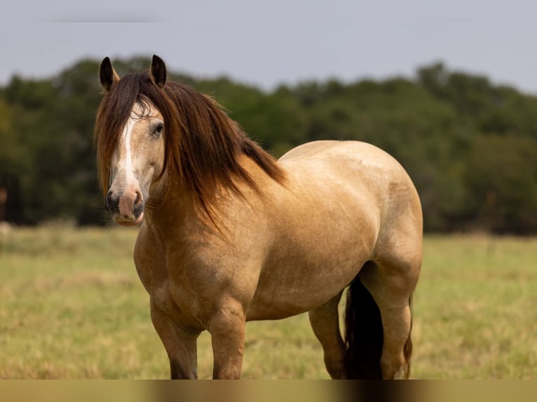 Tinker Wałach 7 lat Jelenia in Eustace