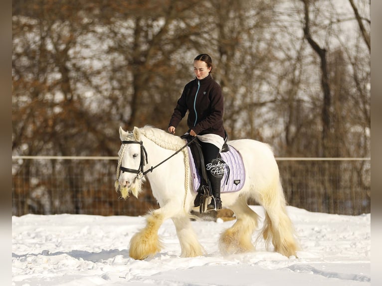 Tinker Wałach 8 lat 132 cm Biała in Millersburg
