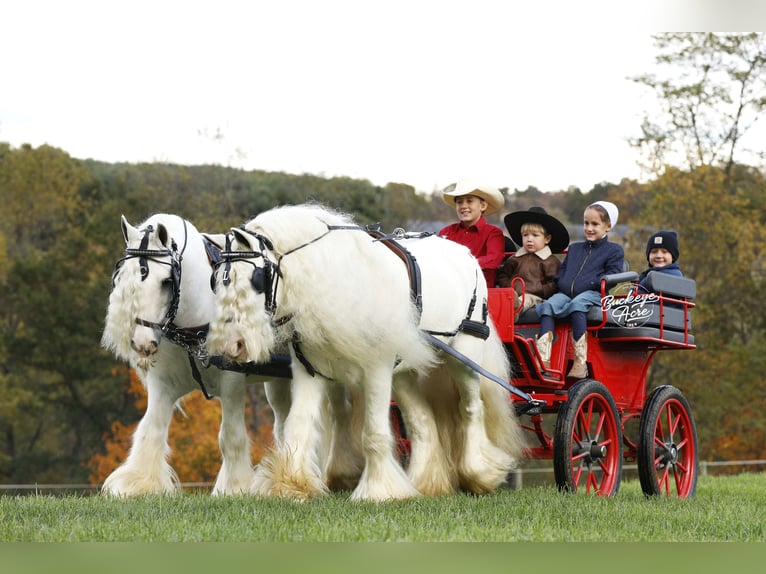 Tinker Wałach 8 lat 132 cm Biała in Millersburg