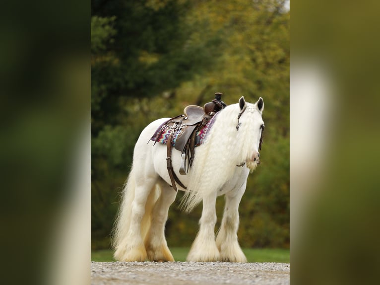 Tinker Wałach 8 lat 132 cm Biała in Millersburg