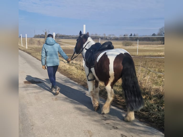 Tinker Wałach 8 lat 140 cm Srokata in Bad Dürrheim