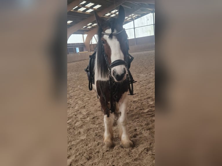Tinker Wałach 8 lat 140 cm Srokata in Bad Dürrheim