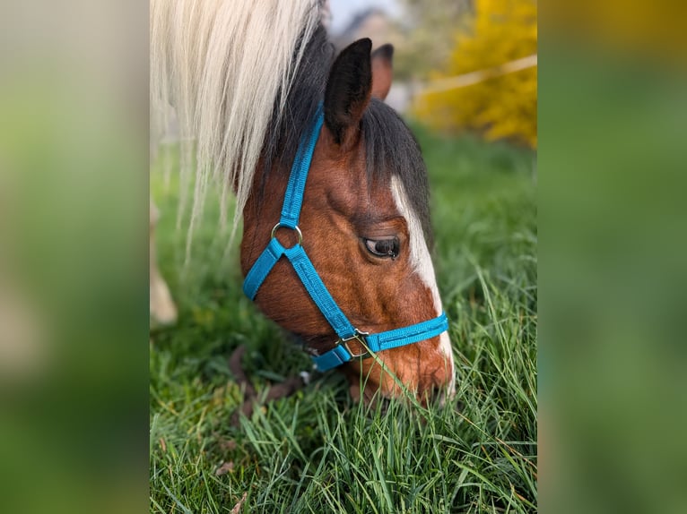 Tinker Mix Wałach 8 lat 143 cm Srokata in Mügeln