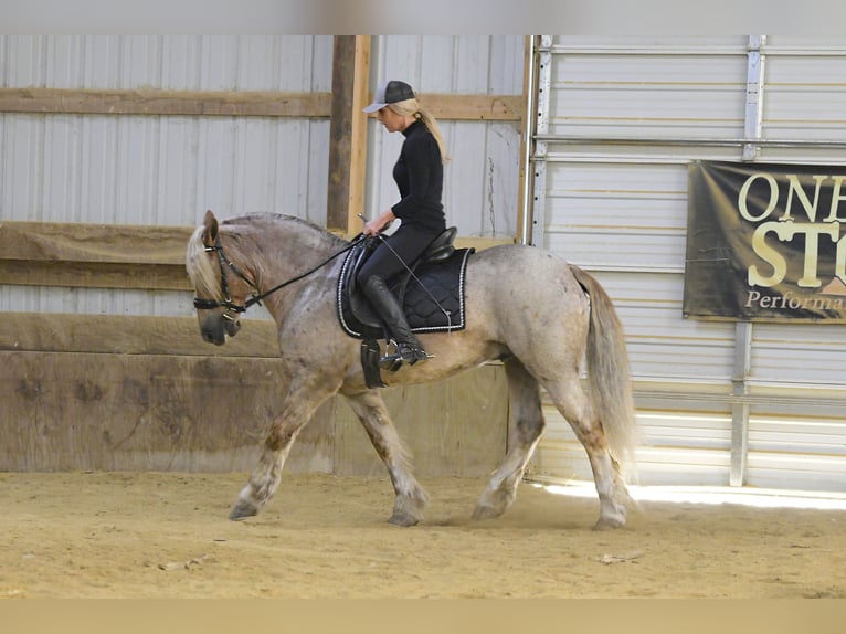 Tinker Mix Wałach 8 lat 147 cm Kasztanowatodereszowata in Oelwein
