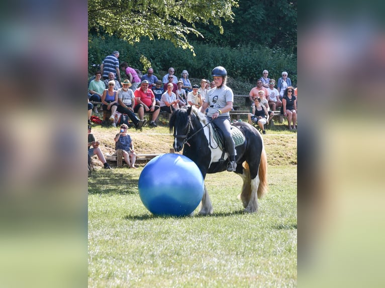 Tinker Wałach 8 lat 147 cm Srokata in Harztor