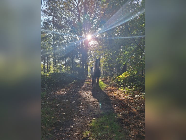 Tinker Wałach 8 lat 150 cm Srokata in Dalerveen