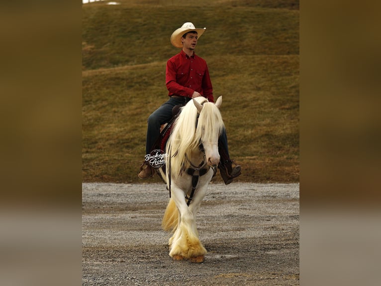 Tinker Wałach 8 lat 150 cm Tobiano wszelkich maści in Millersburg