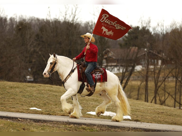 Tinker Wałach 8 lat 150 cm Tobiano wszelkich maści in Millersburg