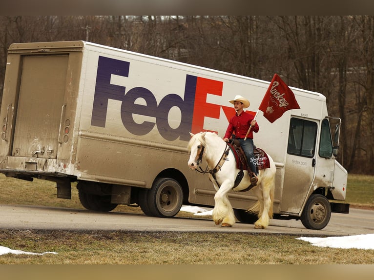 Tinker Wałach 8 lat 150 cm Tobiano wszelkich maści in Millersburg