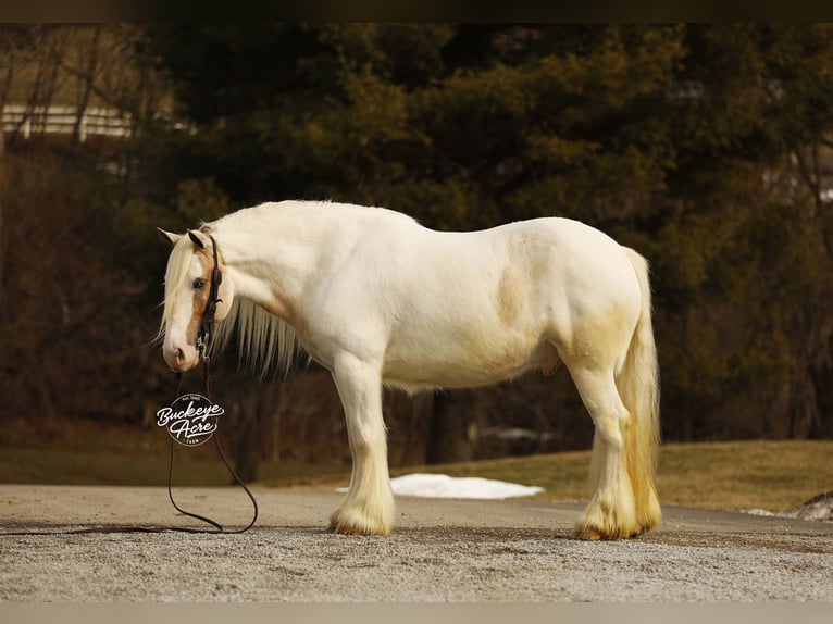 Tinker Wałach 8 lat 150 cm Tobiano wszelkich maści in Millersburg