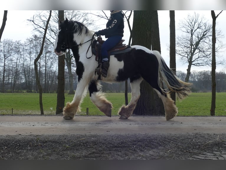 Tinker Wałach 8 lat 151 cm Srokata in Lathen