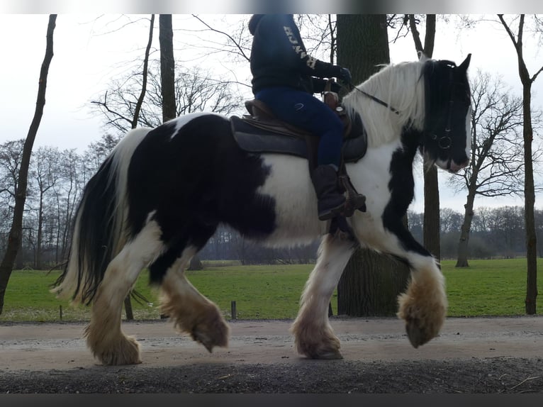 Tinker Wałach 8 lat 151 cm Srokata in Lathen