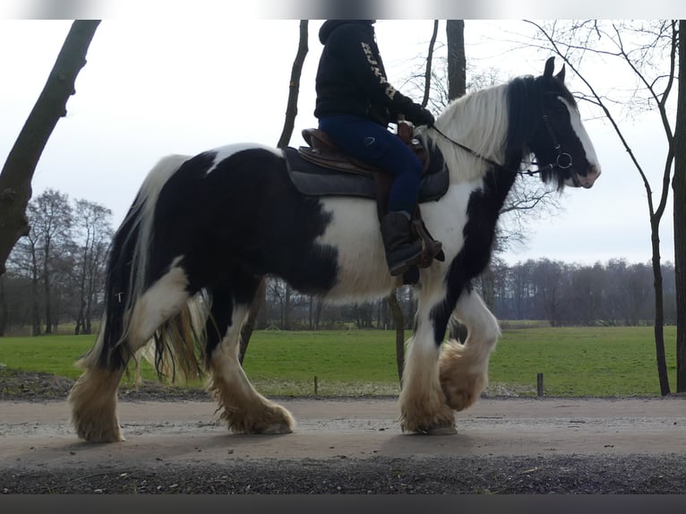 Tinker Wałach 8 lat 151 cm Srokata in Lathen