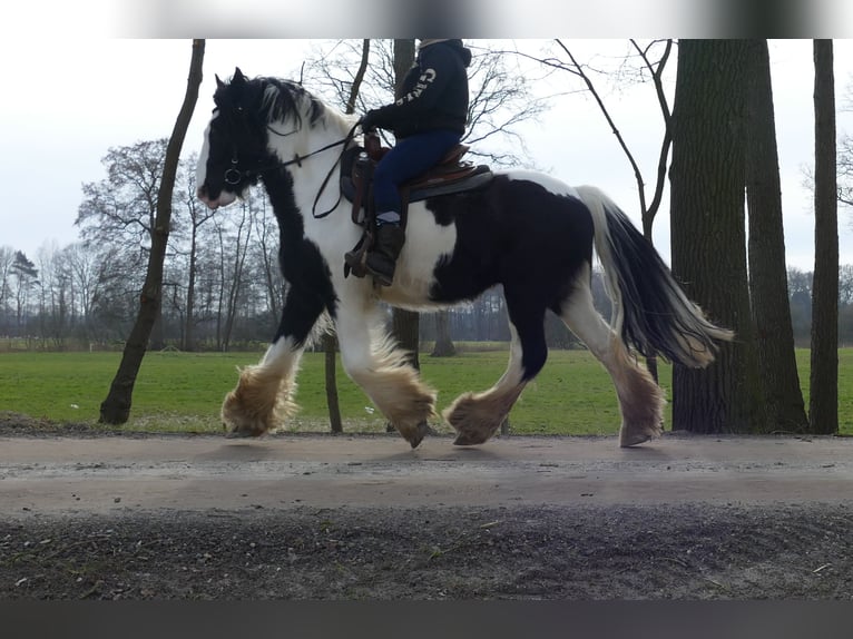 Tinker Wałach 8 lat 151 cm Srokata in Lathen