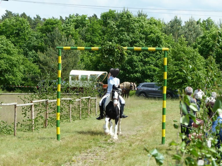 Tinker Wałach 8 lat 153 cm Srokata in Oebisfelde