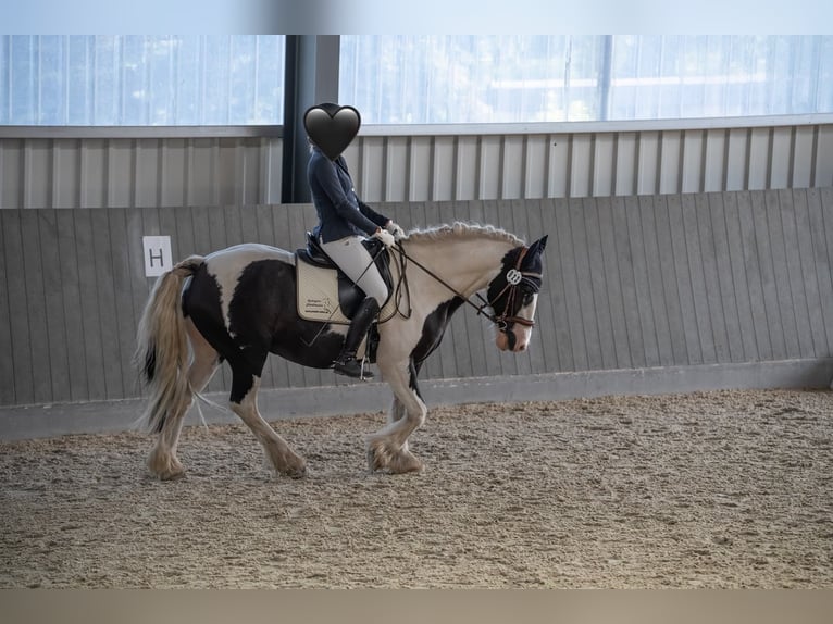 Tinker Wałach 8 lat 153 cm Srokata in Oebisfelde
