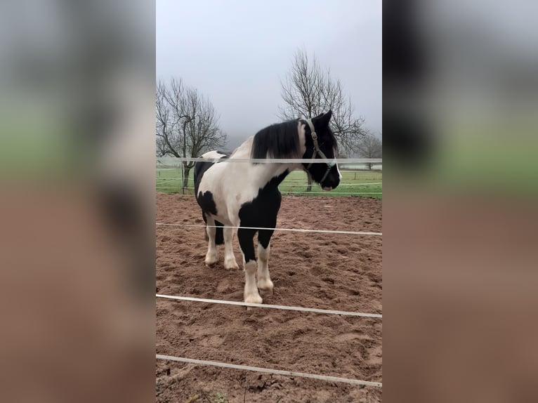 Tinker Wałach 8 lat 156 cm Srokata in Büdingen