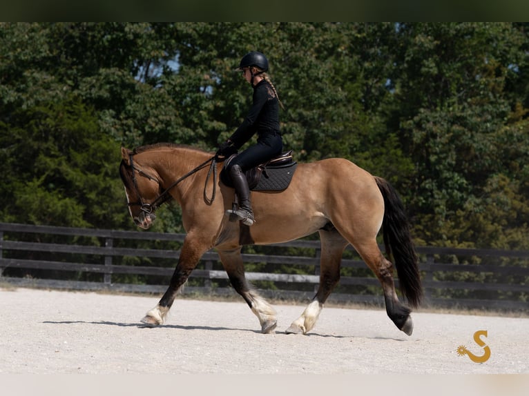Tinker Mix Wałach 8 lat 160 cm Bułana in Bogard, MO