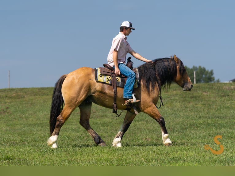 Tinker Mix Wałach 8 lat 160 cm Bułana in Bogard, MO