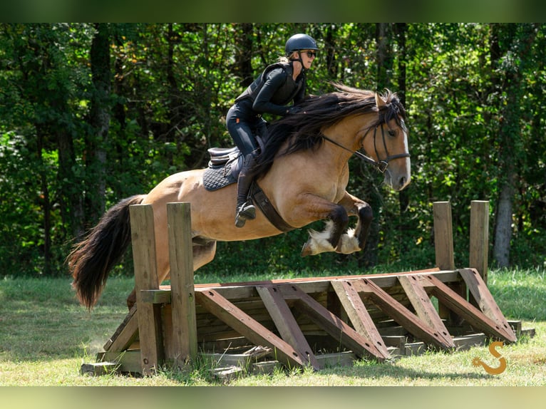 Tinker Mix Wałach 8 lat 160 cm Bułana in Bogard, MO
