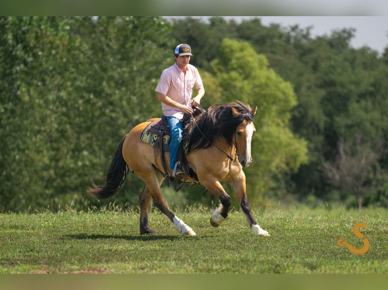 Tinker Mix Wałach 8 lat 160 cm Bułana in Bogard, MO