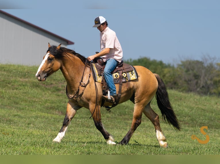 Tinker Mix Wałach 8 lat 160 cm Bułana in Bogard, MO
