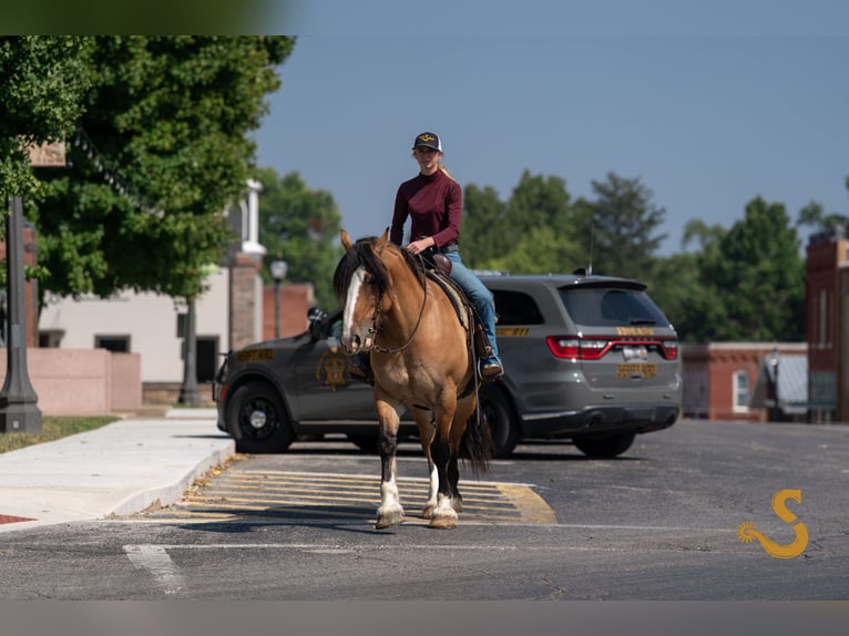 Tinker Mix Wałach 8 lat 160 cm Bułana in Bogard, MO
