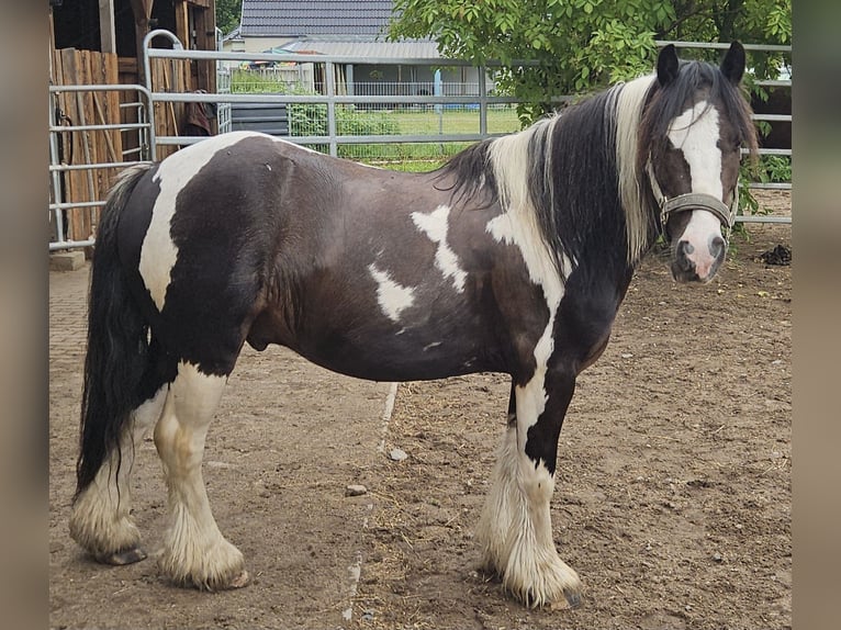 Tinker Wałach 9 lat 129 cm Srokata in Langennaundorf