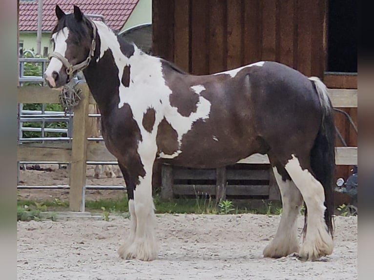 Tinker Wałach 9 lat 129 cm Srokata in Langennaundorf