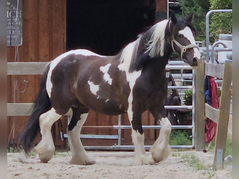Tinker Wałach 9 lat 129 cm Srokata in Langennaundorf