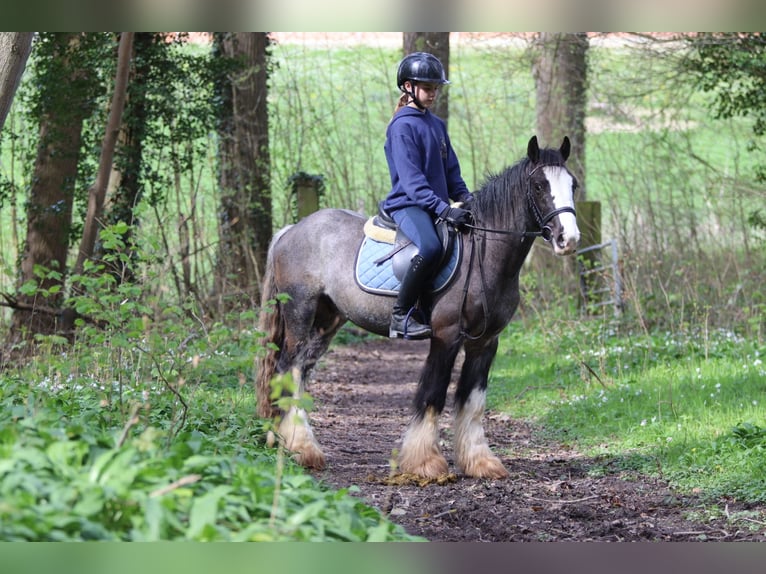 Tinker Wałach 9 lat 136 cm Kara in Pepingen
