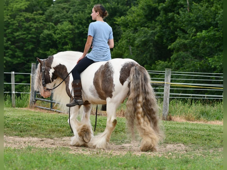 Tinker Wałach 9 lat 142 cm Srokata in Strasburg