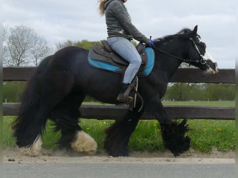 Tinker Wałach 9 lat 143 cm Kara in Sustrum