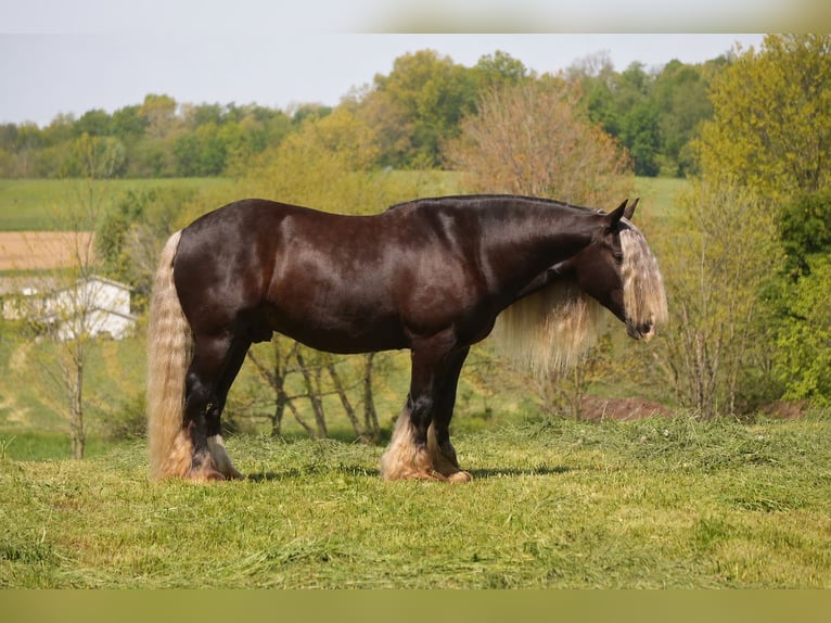 Tinker Wałach 9 lat 152 cm  in Fresno