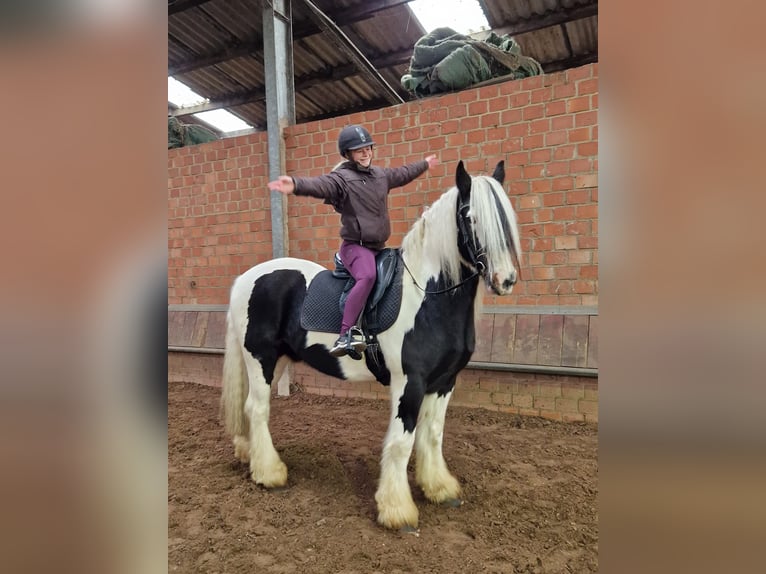 Tinker Wałach 9 lat 157 cm Srokata in Nettersheim