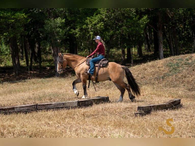 Tinker Mix Wałach 9 lat 160 cm Bułana in Bogard, MO