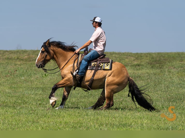 Tinker Mix Wałach 9 lat 160 cm Bułana in Bogard, MO