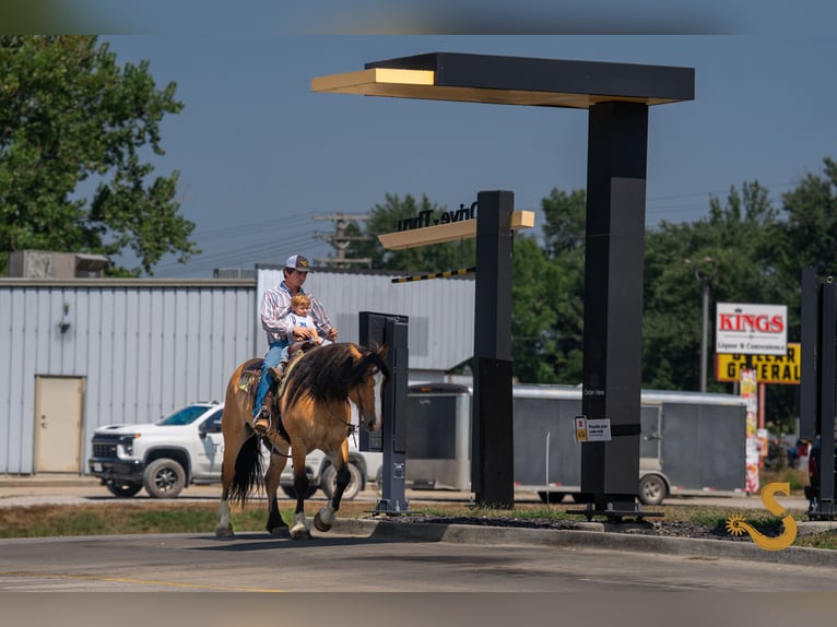Tinker Mix Wałach 9 lat 160 cm Bułana in Bogard, MO