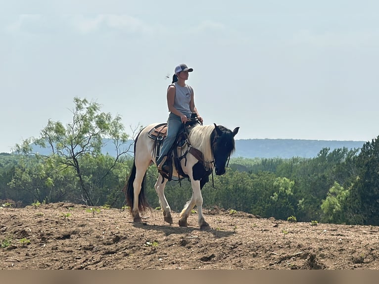 Tinker Mix Wałach 12 lat in Jacksboro