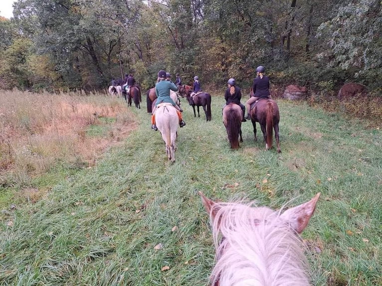 Tinker Wałach 13 lat Tobiano wszelkich maści in St chales, IA