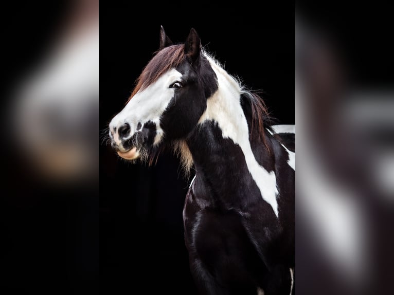 Tinker Wałach 14 lat 160 cm Tobiano wszelkich maści in Messingen