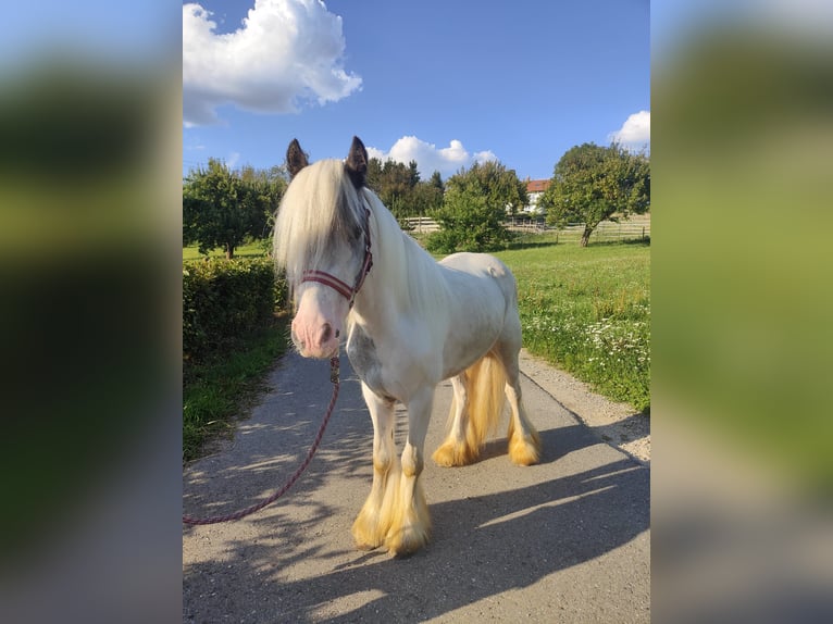 Tinker Wałach 3 lat 122 cm Siwa in Donaueschingen