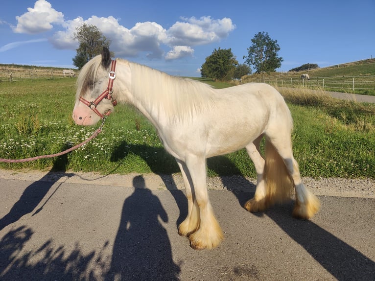 Tinker Wałach 3 lat 122 cm Siwa in Donaueschingen